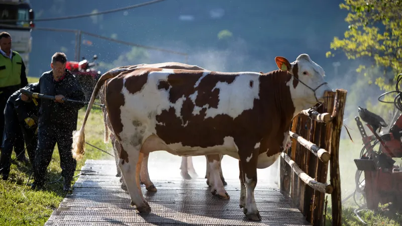 Farmer washing a Fleckvieh cow with a pressure washer at an outdoor wash station.