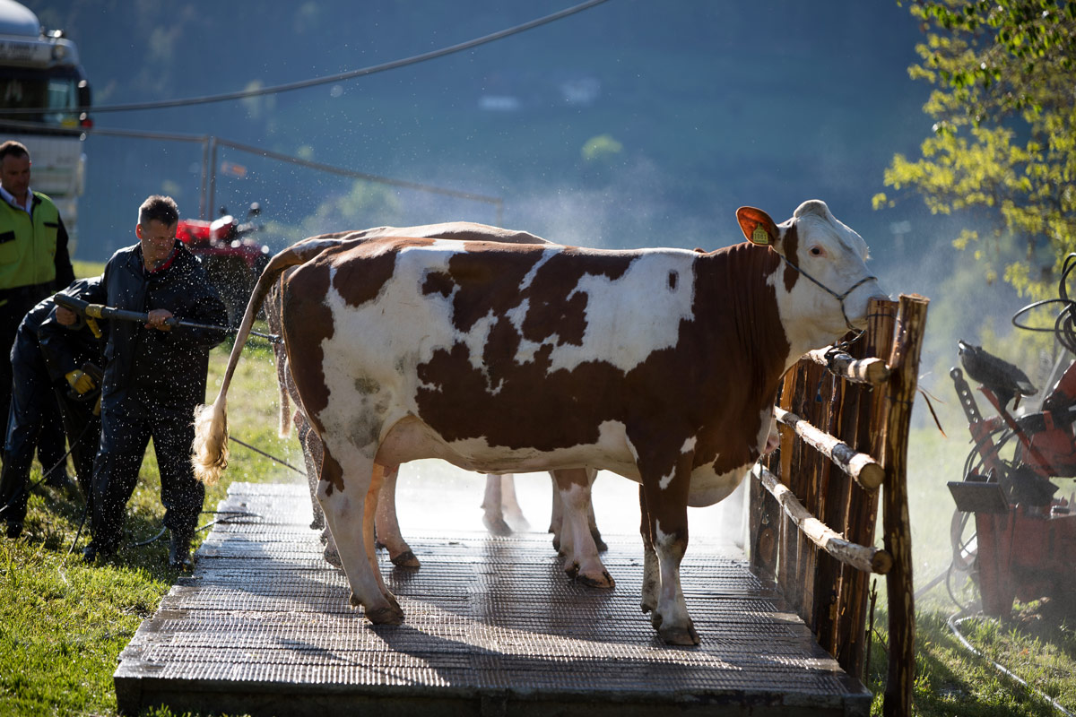 Farmer washing a Fleckvieh cow with a pressure washer at an outdoor wash station.