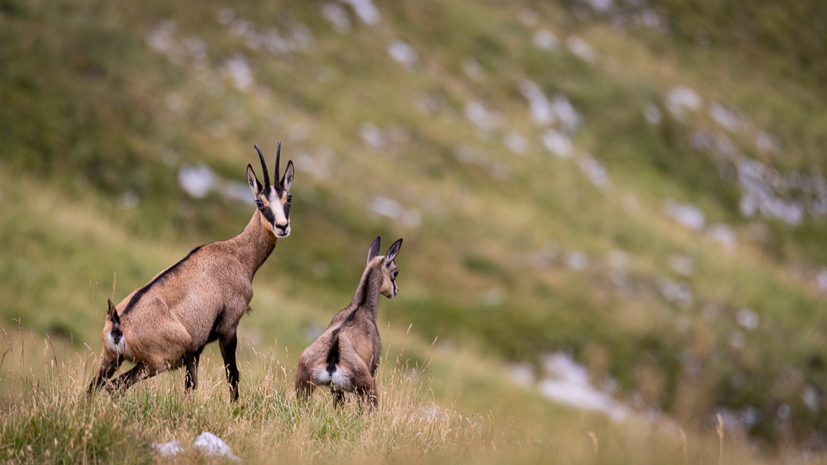 Two chamois standing in tall grass on a mountainside