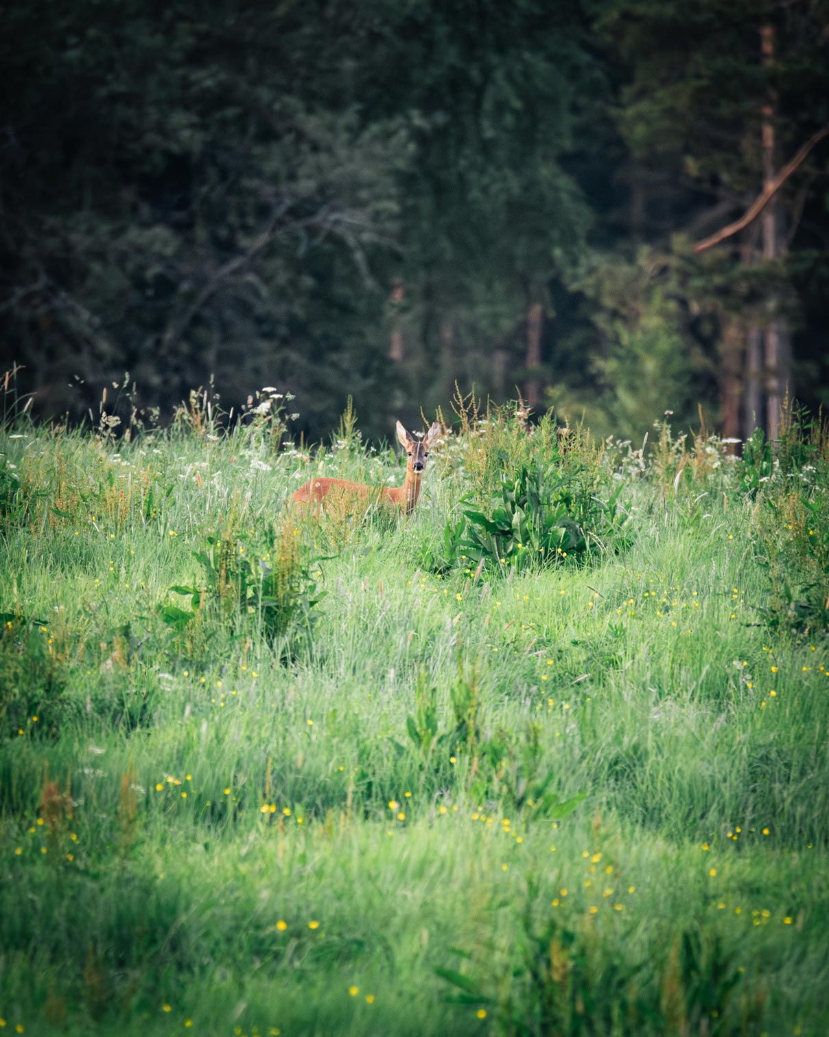 Roe deer hiding in tall grass of a meadow in South Tyrol