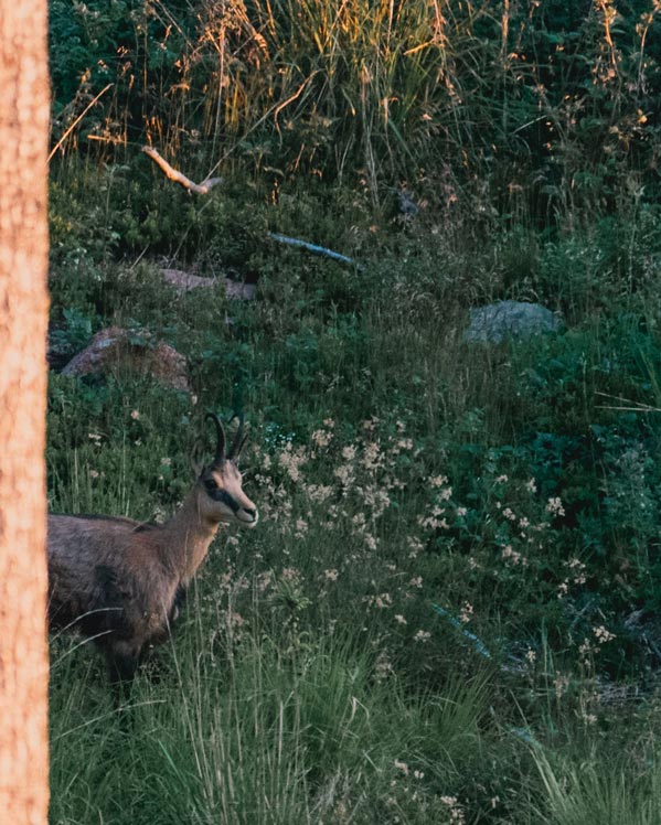 Chamois peering through trees in South Tyrol