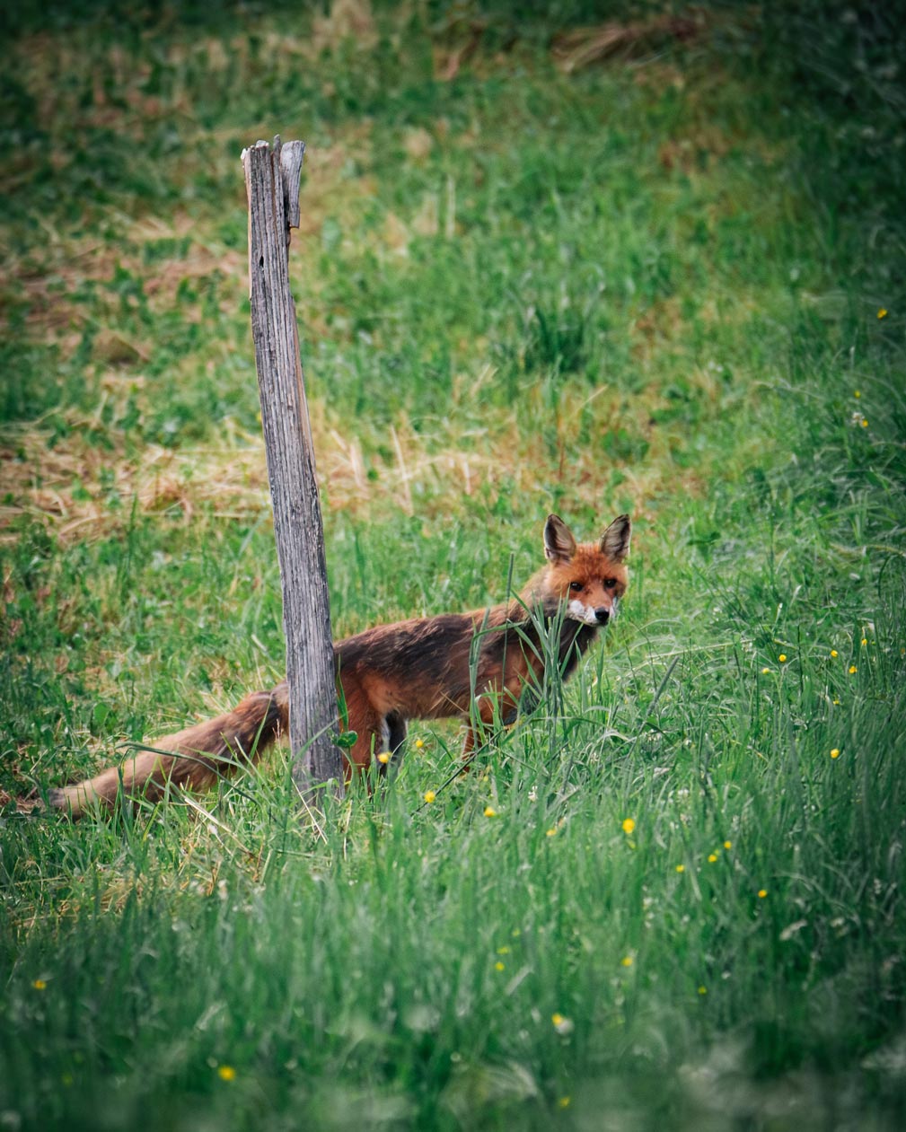 Red fox standing next to an old wooden post in a meadow in South Tyrol
