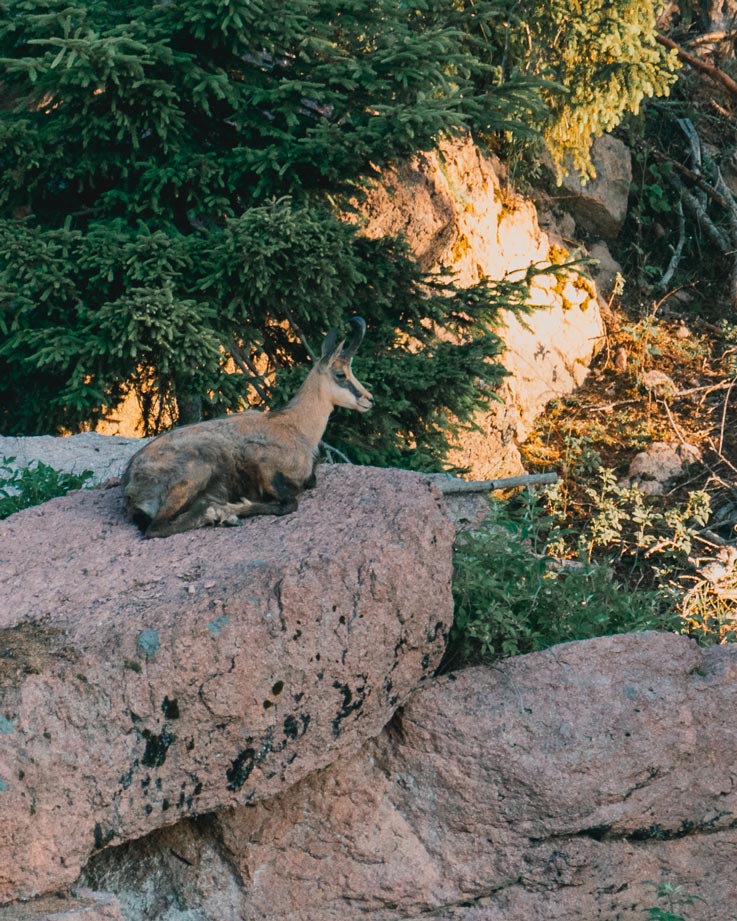 Chamois resting on a rock in morning light in South Tyrol