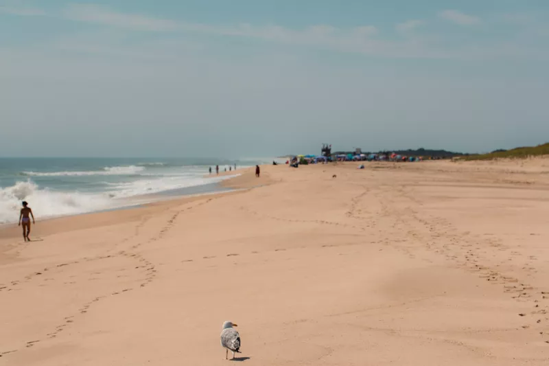 A seagull on a beach in cape cod Massachusetts