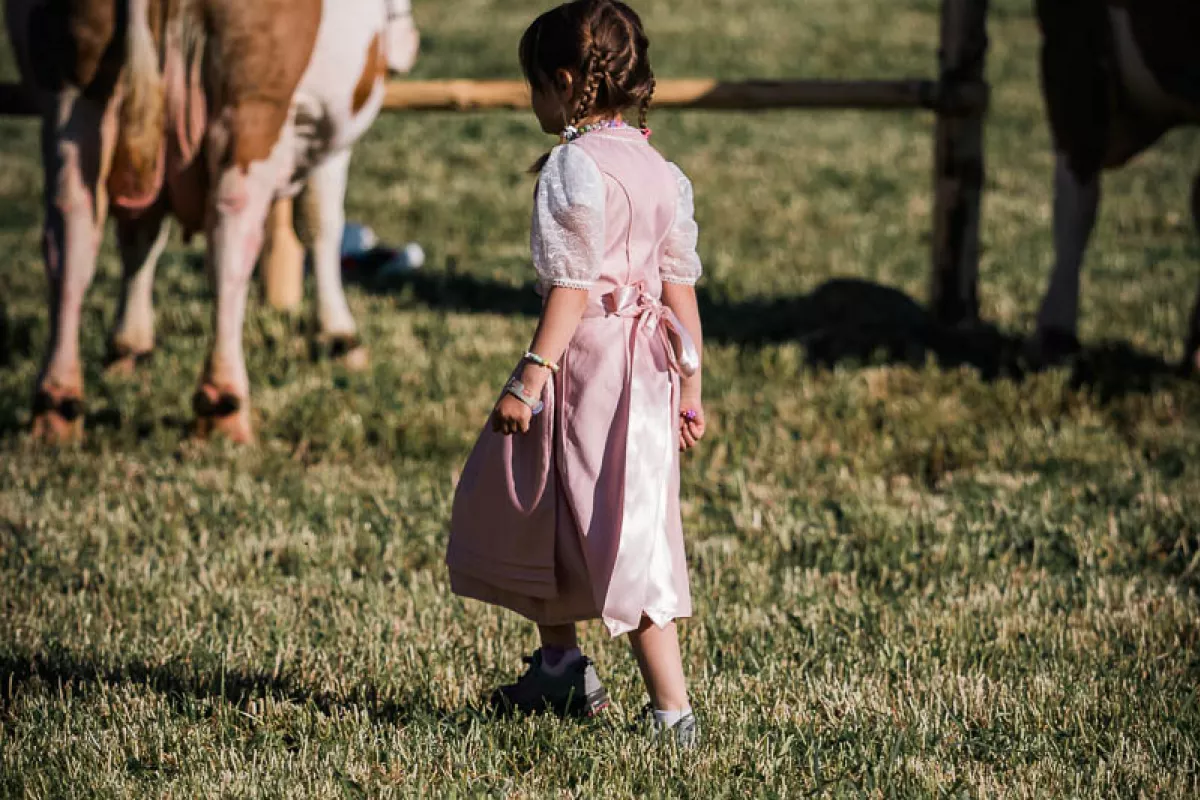 A little girl in a pink Dirndl dress on a meadow in front of large cows.