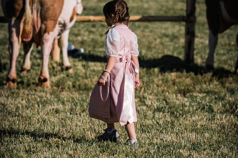 A little girl in a pink Dirndl dress on a meadow in front of large cows.