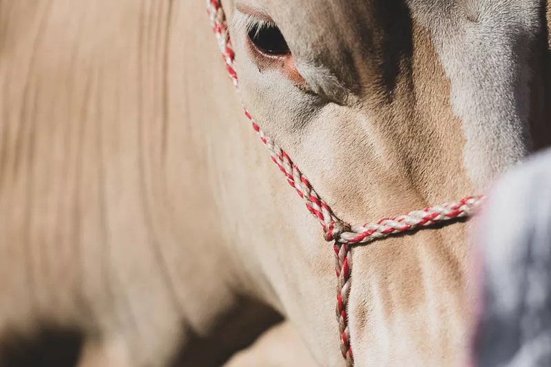 Close-up of a cow's face focusing on the eye and a red braided halter.